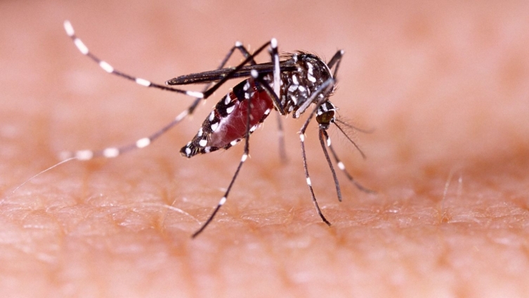 Ghana Health Service issues alert on Dengue Fever outbreak