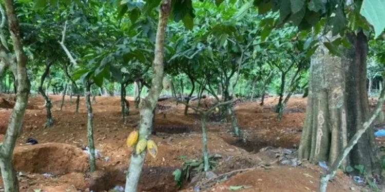 Over 100,000 acres of Cocoa farms destroyed by illegal mining – Farmers Association