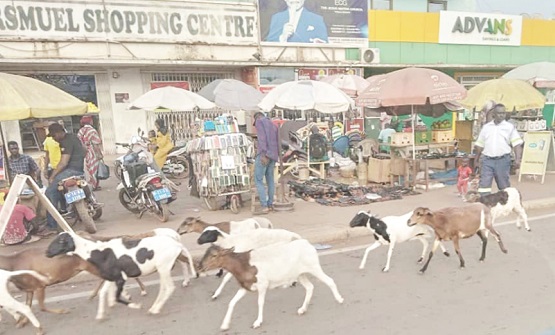 Tamale Metro To Begin Arrest Of Stray Animals