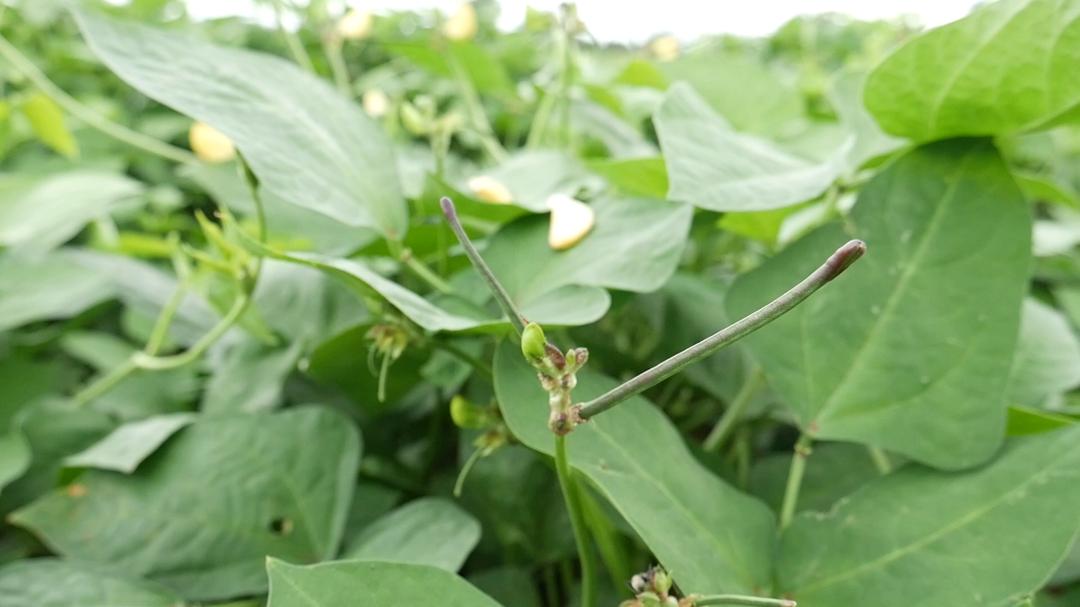 Cowpea Farmers Call for Smart Research Technology Over Insect Pests