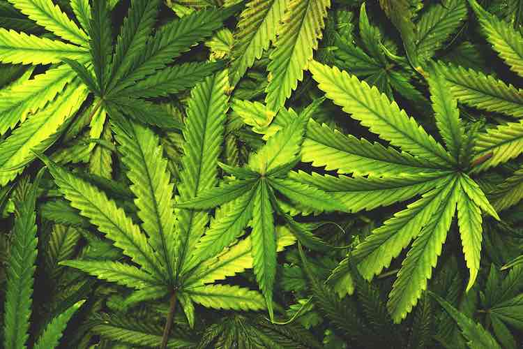 Ghana opens licensing for industrial and medicinal cannabis industry